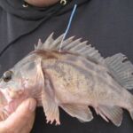 Brown Rockfish (Sebastes auriculatus)
Distinguishing
features: prominent dark blotch on gill cover