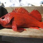 Vermilion Rockfish (Sebastes miniatus)