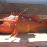 Starry Rockfish (Sebastes constellatus)