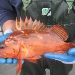 Copper Rockfish (Sebastes carinus)