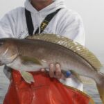 Ocean Whitefish (Caulolatilus princeps)