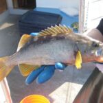 Olive Rockfish (Sebastes serranoides)