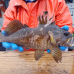 Gopher rockfish caught