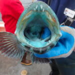 the inside of a lingcod's mouth