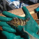 Painted Greenling (Oxylebius pictus)