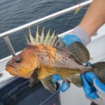 Quillback Rockfish (Sebastes maliger)
Distinguishing features: Long dorsal spines with prominent indentation between each