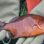 Rainbow Seaperch (Hypsurus caryi)