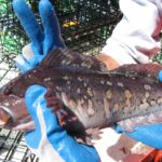 Rock Greenling (Hexagrammos lagocephalus)