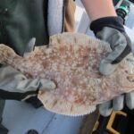 Southern Rock Sole (Lepidopsetta bilineata)