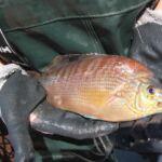 Striped Seaperch (Embiotoca lateralis)