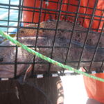 Wolf Eel (Anarrhichthys ocellatus)