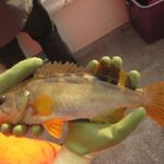 Olive Rockfish (Sebastes serranoides)