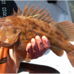 Brown Rockfish (Sebastes auriculatus)
Distinguishing
features: prominent dark blotch on gill cover