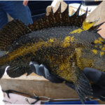 China Rockfish (Sebastes nebulosus)
Distinguishing features: Prominent yellow nike "swoosh" extending onto dorsal