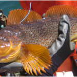 Kelp Greenling (Hexagrammos decagrammus) female