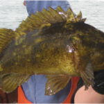 Grass Rockfish (Sebastes rastrelliger)