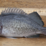 Blue Rockfish (Sebastes mystinus)
Distinguishing features: small mouth that doesn't extend beyond eye, square anal fin