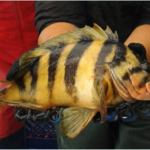 Treefish (Sebastes serriceps)