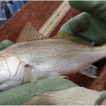 White Croaker (Genyonemus lineatus)