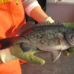 Blue Rockfish (Sebastes mystinus)
Distinguishing features: small mouth that doesn't extend beyond eye, square anal fin