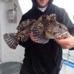 Cabezon (Scorpaenichtys marmoratus) cabezon caught on a CCFRP trip
