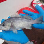 Deacon Rockfish (Sebastes diaconus) a deacon rockfish caught on a CCFRP trip