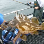 Gopher Rockfish (Sebastes carnatus)
Distinguishing features: Several light patches extending from body to dorsal fin a gopher rockfish caught on a CCFRP trip