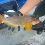 Kelp Greenling (Hexagrammos decagrammus)
Female a female kelp greenling caught on a CCFRP trip