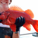 Vermilion Rockfish (Sebastes miniatus) a vermilion rockfish held up on a CCFRP trip