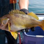 Yellowtail Rockfish (Sebastes flavidus) a yellowtail rockfish caught on a CCFRP trip