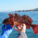 Cabezon (Scorpaenichtys marmoratus)