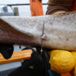 Lingcod (Ophiodon elongatus) male reproductive parts Lingcod male reproductive parts