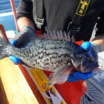 Blue Rockfish (Sebastes mystinus)
Distinguishing features: small mouth that doesn't extend beyond eye, square anal fin a blue rockfish caught on a CCFRP trip