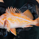 Canary Rockfish (Sebastes pinninger)
Distinguishing features: Lateral line clear grey or white, caudal fin strongly indented a canary rockfish caught on a CCFRP trip