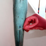 Lingcod (Ophiodon elongatus) female reproductive parts Lingcod female reproductive parts