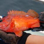 Rosy Rockfish (Sebastes rosaceus) rosy rockfish