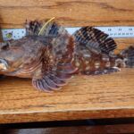 Cabezon (Scorpaenichtys marmoratus) a cabezon on a tagboard on a CCFRP trip