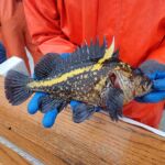 China Rockfish (Sebastes nebulosus)
Distinguishing features: Prominent yellow nike "swoosh" extending onto dorsal a china rockfish caught on a CCFRP trip