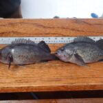 (RtoL) Deacon Rockfish (Sebastes diaconus) , Blue Rockfish (Sebastes mystinus) a deacon rockfish and a blue rockfish on a tagboard on a CCFRP trip