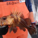Quillback Rockfish (Sebastes maliger)
Distinguishing features: Long dorsal spines with prominent indentation between each a quillback rockfish caught on a CCFRP trip