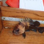Quillback Rockfish (Sebastes maliger)
Distinguishing features: Long dorsal spines with prominent indentation between each a quillback rockfish on the tagboard on a CCFRP trip