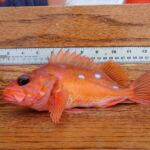 Rosy Rockfish (Sebastes rosaceus) rosy rockfish on a tagboard
