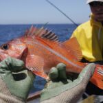 Canary Rockfish (Sebastes pinninger)
Distinguishing features: Lateral line clear grey or white, caudal fin strongly indented a canary rockfish