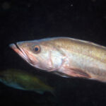 Bocaccio Rockfish (Sebastes paucispinis)
Distinguishing features: Lower jaw has prominent nob and extends well beyond upper bocaccio rockfish photographed on a submersible survey