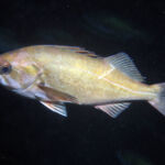 Widow Rockfish (Sebastes entomelas) widow rockfish photographed on a submersible survey