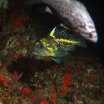 China Rockfish (Sebastes nebulosus)
Distinguishing features: Prominent yellow nike "swoosh" extending onto dorsal china rockfish photographed on a submersible survey