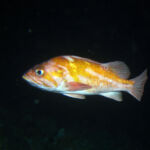 Copper Rockfish (Sebastes caurinis) copper rockfish photographed on a submersible survey