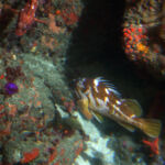 Gopher Rockfish (Sebastes carnatus)
Distinguishing features: Several light patches extending from body to dorsal fin gopher rockfish photographed on a submersible survey