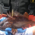 Gopher Rockfish (Sebastes carnatus)
Distinguishing features: Several light patches extending from body to dorsal fin gopher rockfish with tag caught on a CCFRP trip