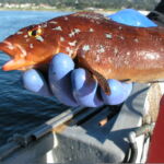 Kelp Greenling (Hexagrammos decagrammus) male, notice prominent head spots male kelp greenling